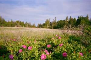 Birch Island, Mahone Bay