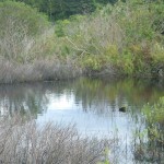 The swamp, Oak Island