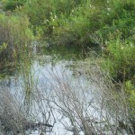 The swamp, Oak Island