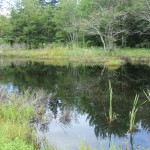 The swamp, Oak Island