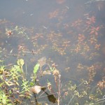 The swamp, Oak Island