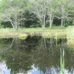 The swamp, Oak Island