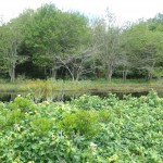 The swamp, Oak Island