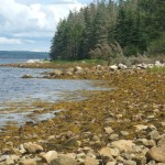 Shoreline, Oak Island