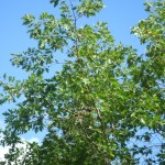 Oak trees on Oak Island