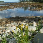 Smith's Cove, Oak Island