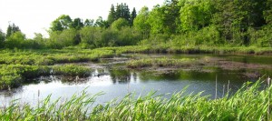 cropped-the-swamp-oak-island-nova-scotia_4696384574_o.jpg