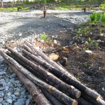 Newly cleared woodland and drill holes on Oak Island