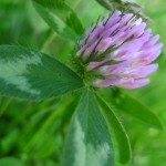 Red clover, Oak Island