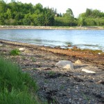 South shore, Oak Island