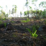 Cleared woodland for excavations, Oak Island