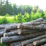 Cleared woodland for excavations, Oak Island