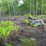 Cleared woodland for excavations, Oak Island