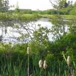 The swamp, Oak Island