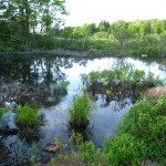 The swamp, Oak Island