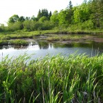 The swamp, Oak Island